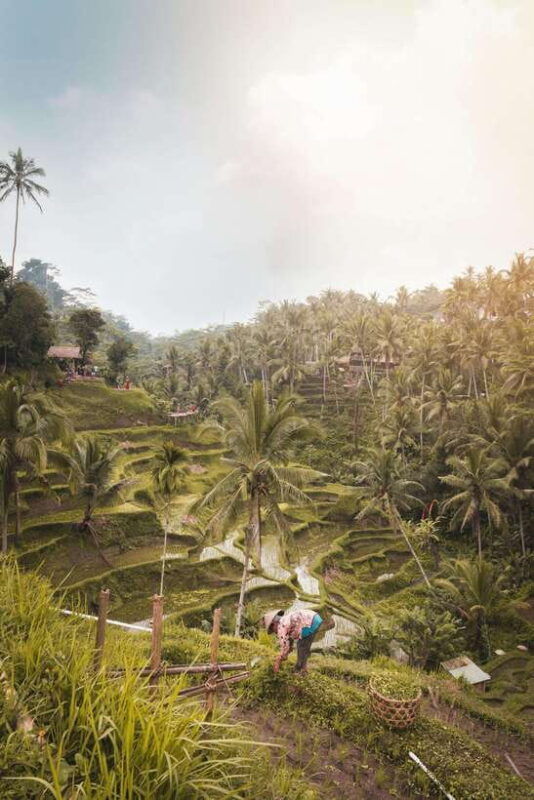 ubudmonkey-forest-rice-terraces-water-temples-waterfalls