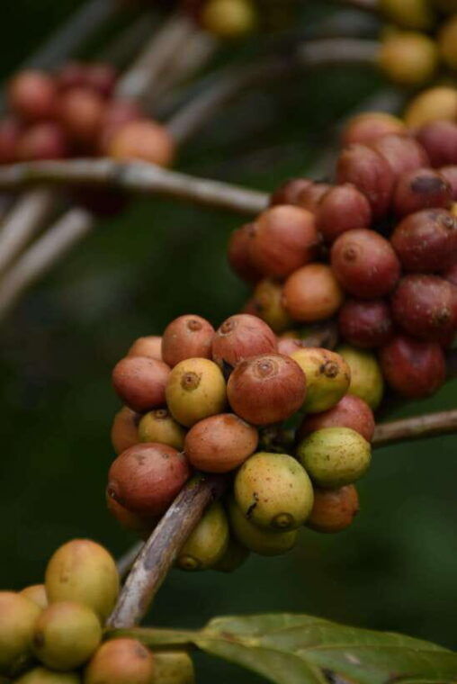ubudmonkey-forest-rice-terraces-water-temples-waterfalls