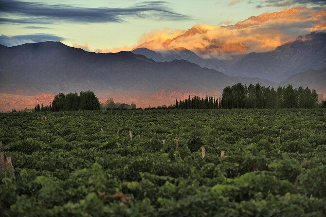 uco-valley-altitud-vines