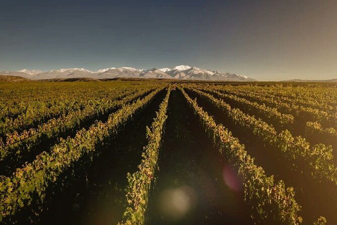 uco-valley-tasting-lunch-free-premium-wine