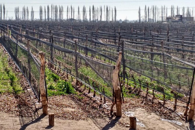 uco-valley-wine-tour