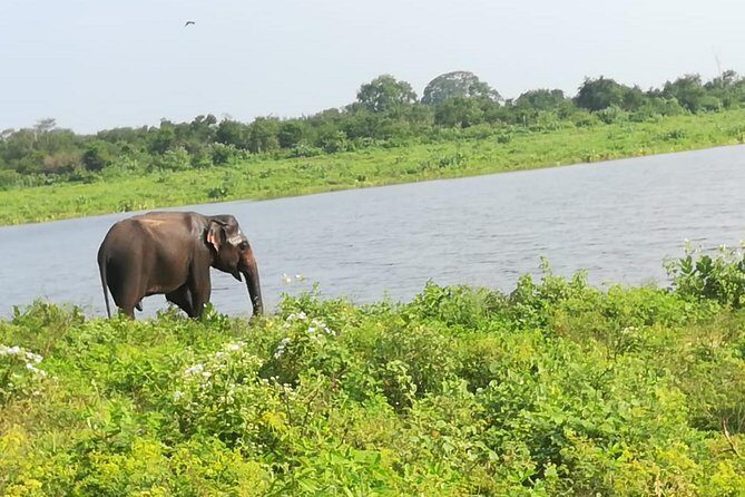 Uda Walawa Safari 1-Day-Tour from Mirissa, Weligama, Ahangama - Detailed Experience Breakdown