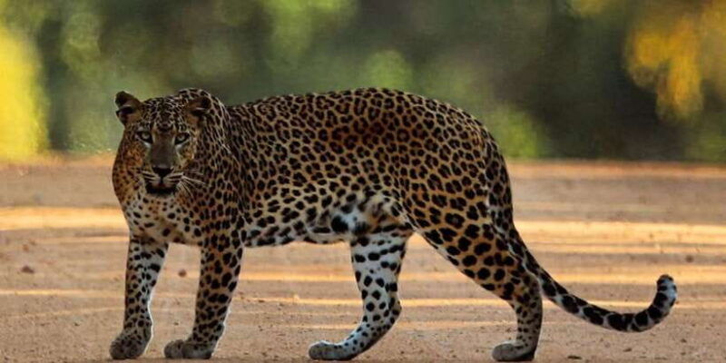 udawalawa-national-park-44-private-safari-jeep-tour