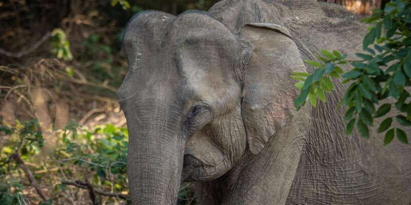 udawalawa-national-park-44-private-safari-jeep-tour