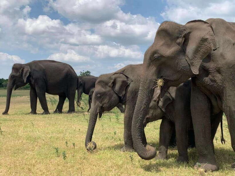 udawalawa-national-park-all-inclusive-safari-day-tour