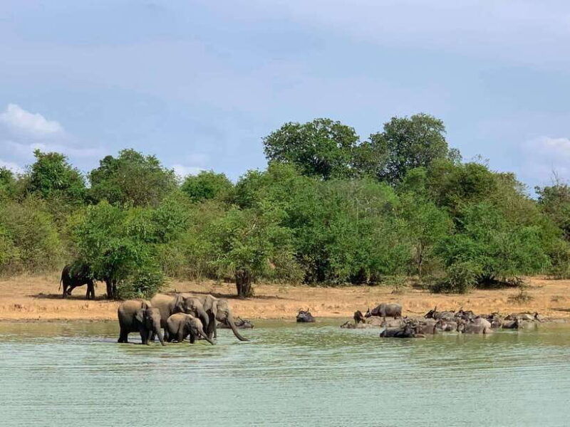 udawalawa-national-park-all-inclusive-safari-day-tour