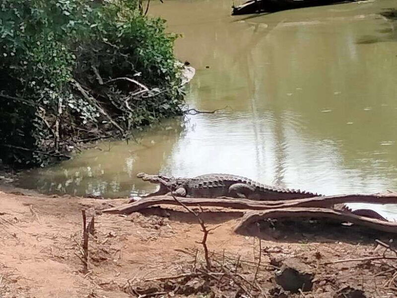 udawalawa-national-park-all-inclusive-safari-day-tour