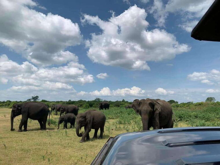 udawalawa-national-park-all-inclusive-safari-day-tour