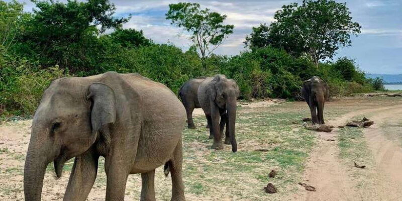 udawalawa-national-park-morning-afternoon-safari
