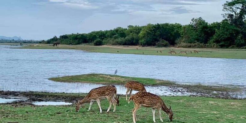 udawalawa-national-park-morning-afternoon-safari