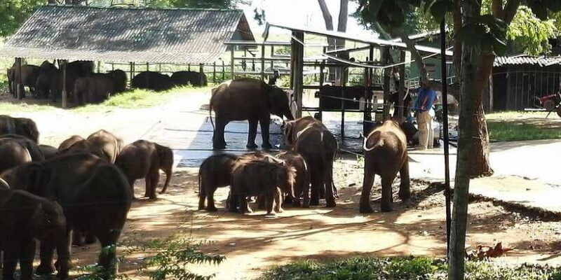 udawalawa-national-park-morning-afternoon-safari