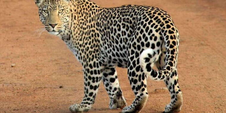 udawalawa-national-park-morning-afternoon-safari