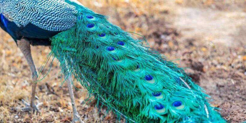 udawalawa-national-park-private-safari