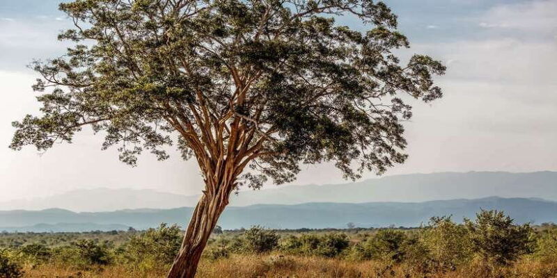 udawalawa-national-park-private-safari