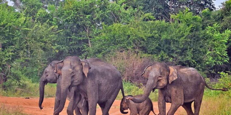 udawalawa-national-park-private-safari