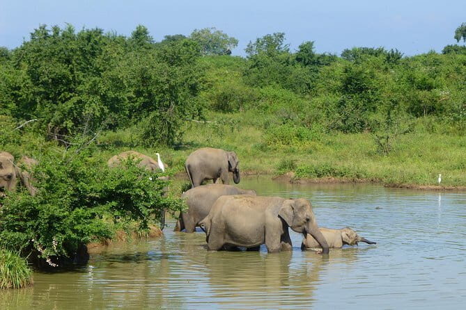 Udawalawa National Park Safari - Exploring the Itinerary in Detail