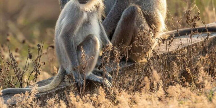 udawalawa-national-park-safari-elephant-transit-home-tour-3