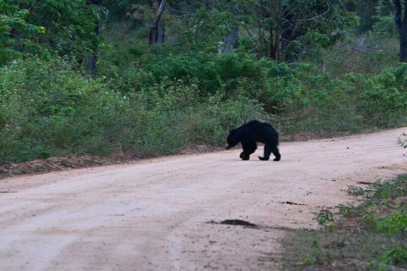 udawalawa-national-park-safari-elephant-transit-home-tour