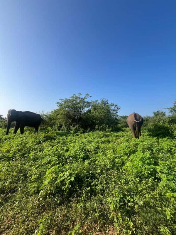 Udawalawa: National Park Safari with ahungalla Hotel Pickup - Key Points