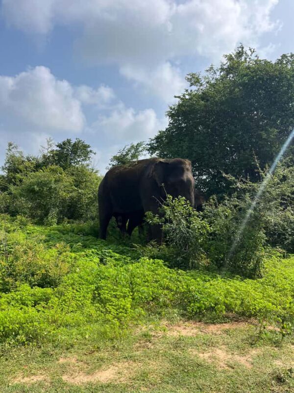 Udawalawa: National Park Safari with ahungalla Hotel Pickup - An In-Depth Look at the Udawalawa Safari Experience