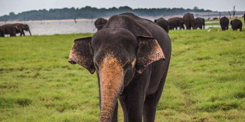 udawalawa-private-udawalawa-national-park-safari-tour