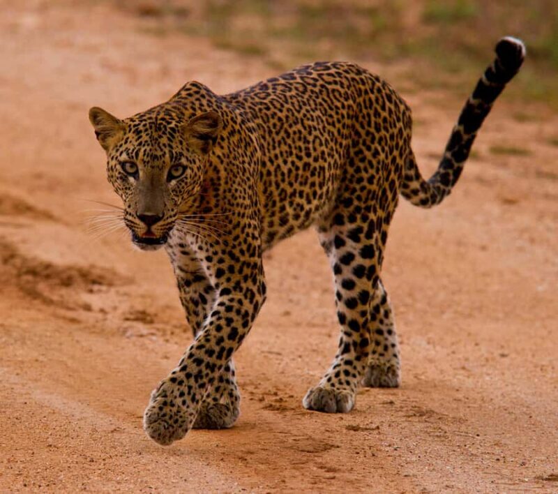 Udawalawa Safari Including Pickup & Dropoff - Discovering Udawalawa: What’s Included and How It Works