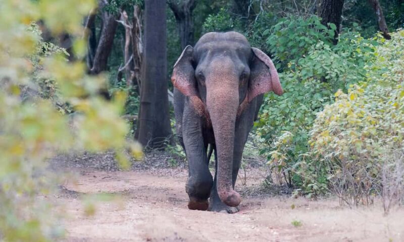 Udawalawa Safari Including Pickup & Dropoff - The Itinerary in Detail: What Youll Experience