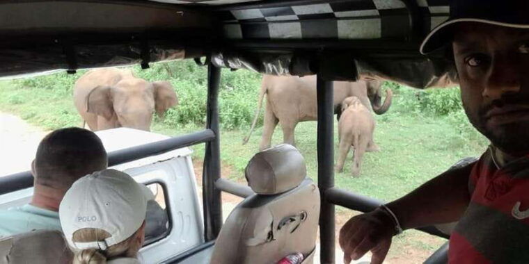 udawalawa-safari-w-tush-with-pickup-drop-off-both-at-ella