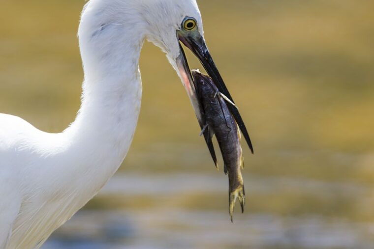 udawalawa-udawalawa-national-park-safari-tour