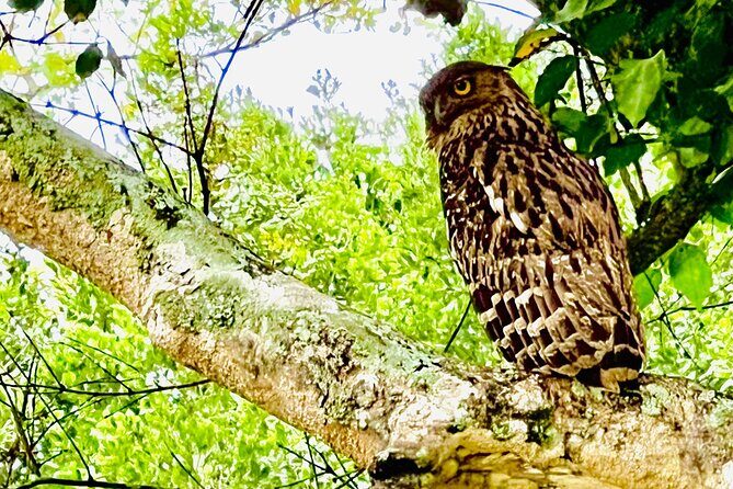 Udawalawa Wild Life Safari - Who Is This Safari Best For?