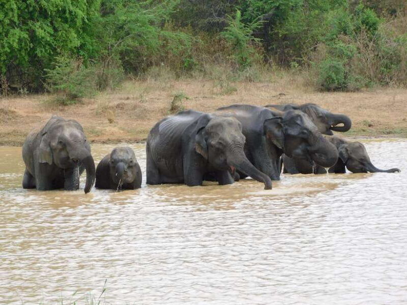 udawalawe-elephants-safari-tour-from-hambantota-port