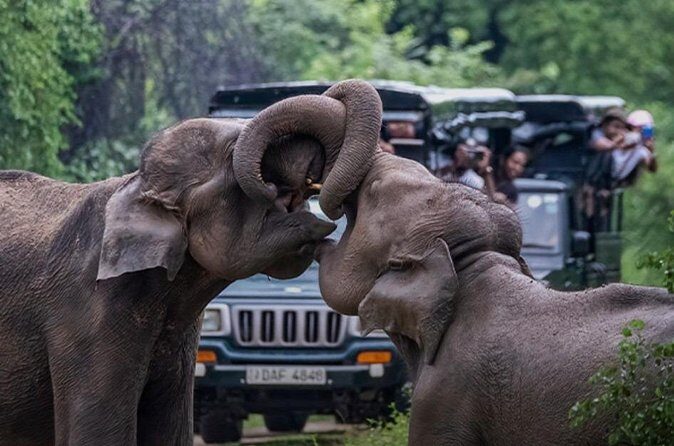 Udawalawe Jeep Safari from Bentota Aluthgama Berawula Area - FAQs