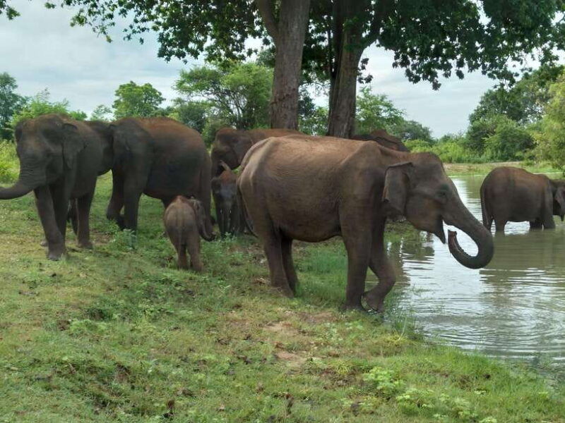 udawalawe-national-park-4-hour-safari-tour