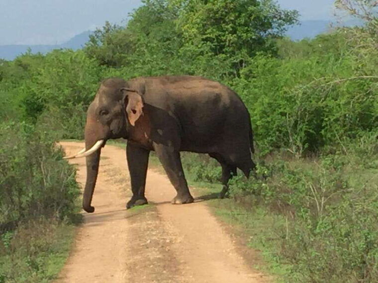 udawalawe-national-park-4-hour-safari-tour