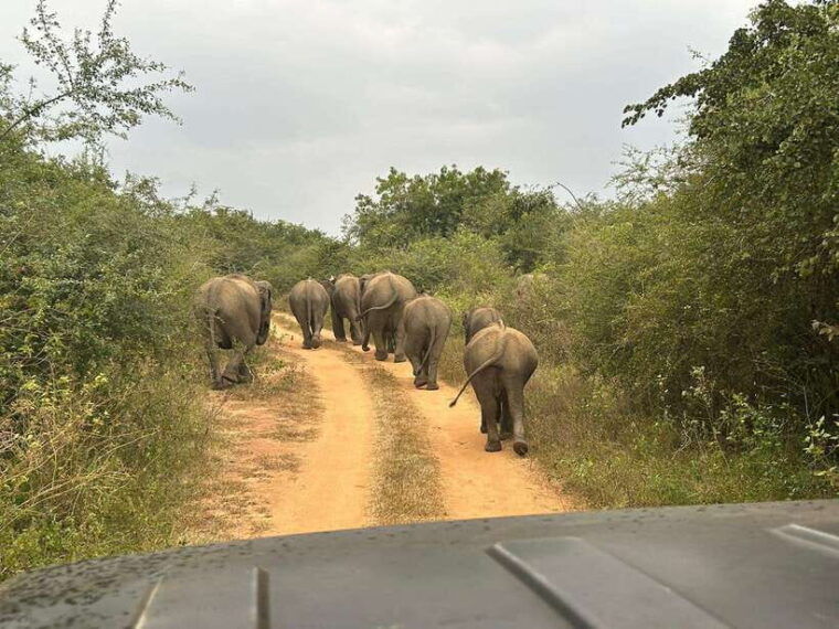 udawalawe-national-park-4-hour-safari-tour
