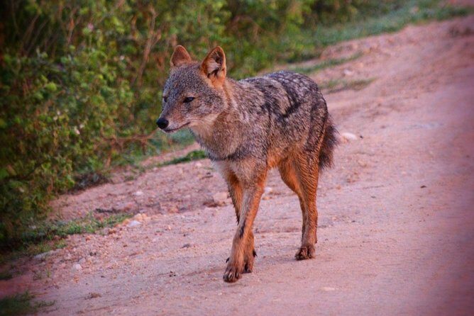 Udawalawe National Park 6-Hour Private Safari Tour - Final Thoughts: Who Should Book This Safari?