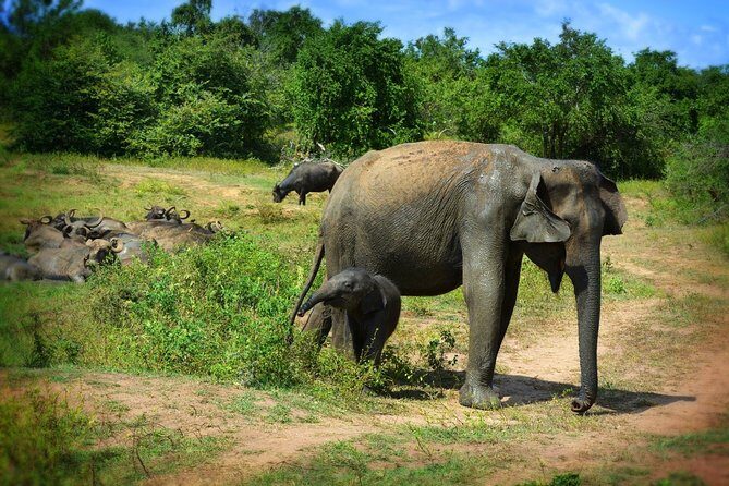Udawalawe National Park 6-Hour Private Safari Tour - FAQ