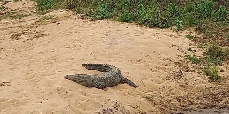 Udawalawe National Park - 7 Hours Private Safari tour - Who Will Love This Tour?