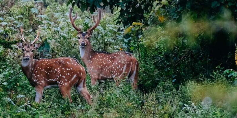 Udawalawe National Park - 7 Hours Private Safari tour - Final Thoughts