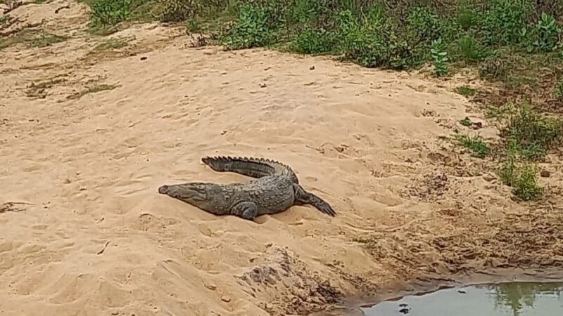 Udawalawe National Park - 7 Hours Private Safari tour - FAQs