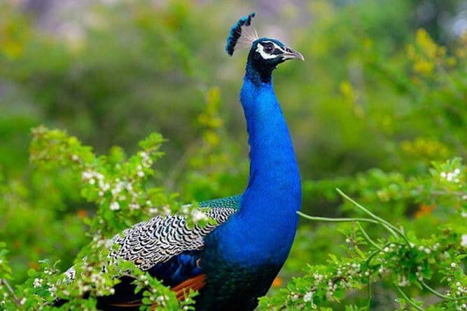 Udawalawe National Park Adventure - In-Depth Look at the Udawalawe National Park Adventure