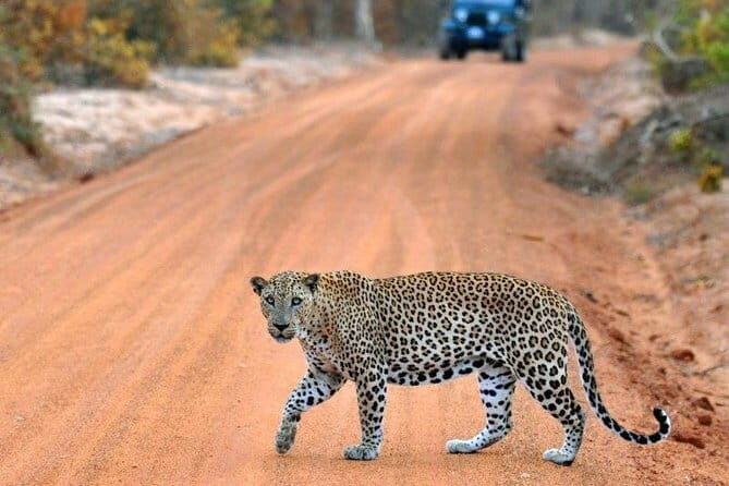 Udawalawe National Park Adventure - FAQs