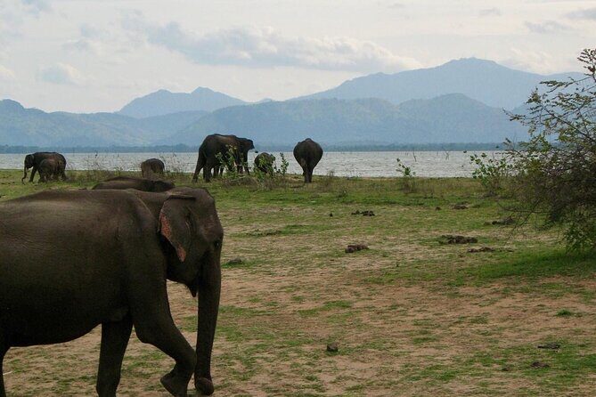 Udawalawe National Park Day trip - A Deep Dive into the Udawalawe Safari Experience