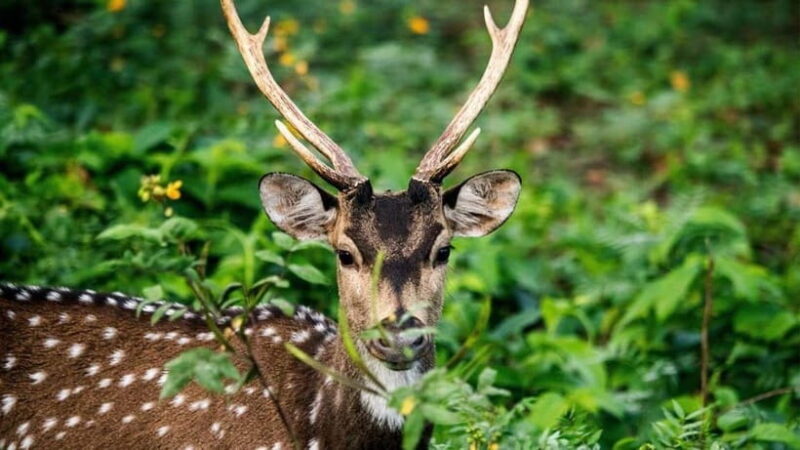Udawalawe National Park Elephant Safari (Private Jeep) - An In-Depth Look at the Udawalawe Safari Experience