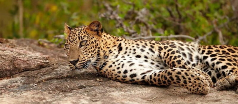 Udawalawe National Park : Entrance Ticket With Jeep - The Sum Up