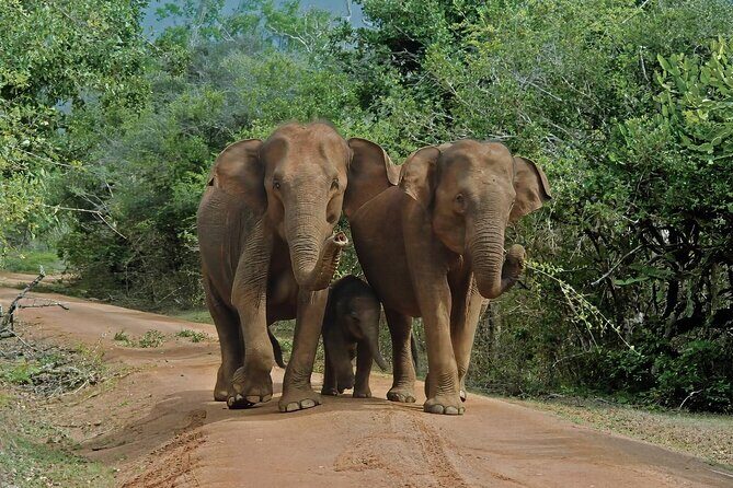 Udawalawe National Park Expedition - What We’d Like to Know More About