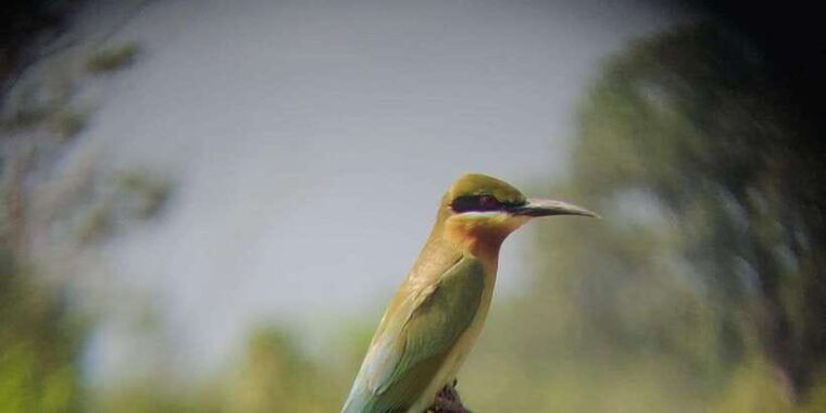 udawalawe-national-park-full-day-10-hours-all-inclusive