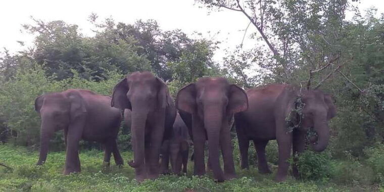 udawalawe-national-park-full-day-10-hours-all-inclusive