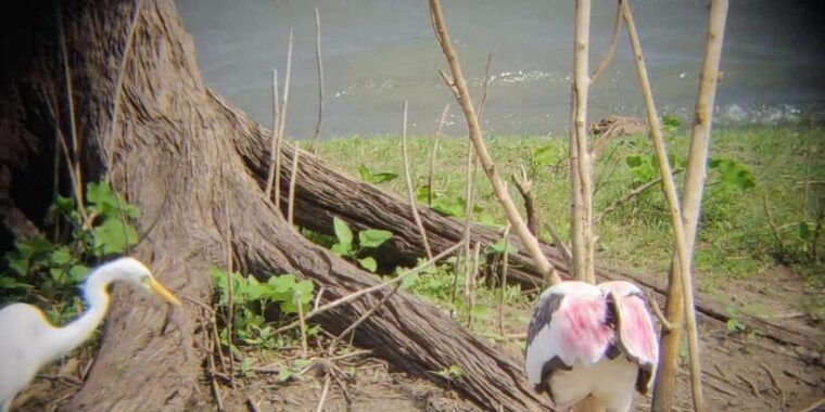 udawalawe-national-park-full-day-10-hours-all-inclusive