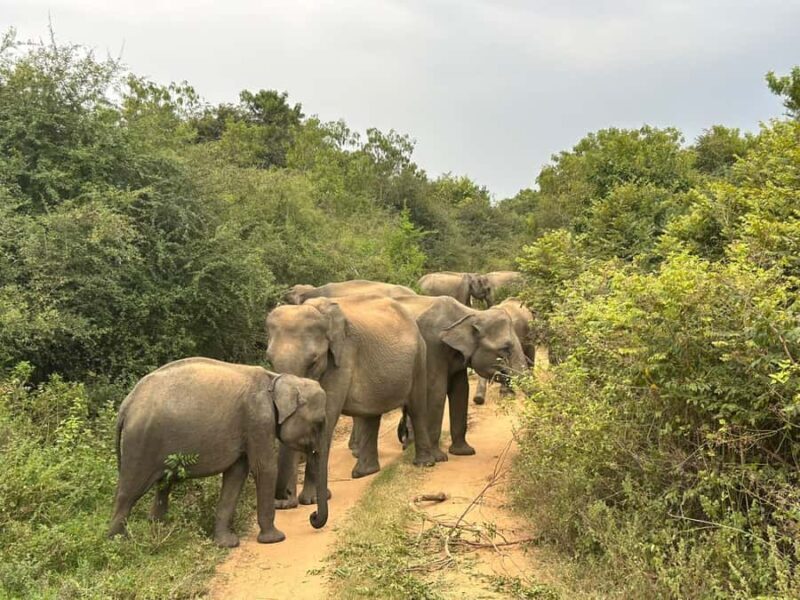 Udawalawe National Park | Full day-10 Hours - Practical Details and What’s Included
